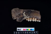 藏品(鹿右下顎骨齒)的圖片