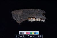 藏品(鹿右下顎骨齒)的圖片