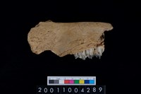 藏品(鹿右下顎骨齒)的圖片