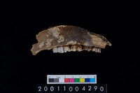 藏品(鹿右下顎骨齒)的圖片