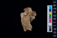 藏品(鹿下顎骨齒)的圖片