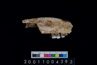 藏品(鹿下顎骨齒)的圖片