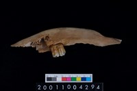 藏品(鹿下顎骨齒)的圖片