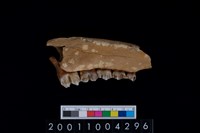 藏品(鹿下顎骨齒)的圖片