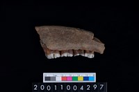 藏品(鹿下顎骨齒)的圖片