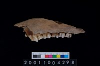 藏品(鹿下顎骨齒)的圖片