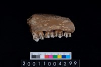 藏品(鹿下顎骨齒)的圖片