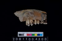 藏品(鹿下顎骨齒)的圖片