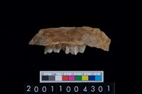 藏品(鹿下顎骨齒)的圖片