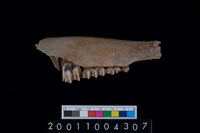 藏品(鹿下顎骨齒)的圖片