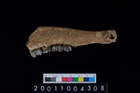 藏品(鹿下顎骨齒)的圖片