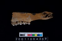 藏品(鹿下顎骨齒)的圖片