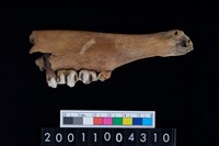 藏品(鹿下顎骨齒)的圖片