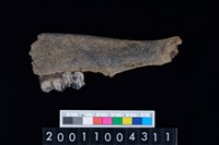 藏品(鹿下顎骨齒)的圖片