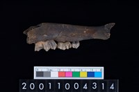 藏品(鹿下顎骨齒)的圖片