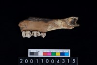 藏品(鹿下顎骨齒)的圖片