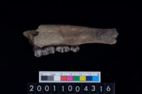 藏品(鹿下顎骨齒)的圖片