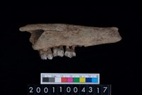 藏品(鹿下顎骨齒)的圖片