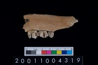 藏品(鹿下顎骨齒)的圖片