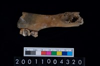 藏品(鹿下顎骨齒)的圖片