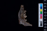 藏品(鹿下顎骨齒)的圖片