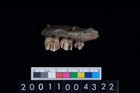 藏品(鹿下顎骨齒)的圖片