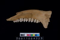 藏品(鹿下顎骨齒)的圖片