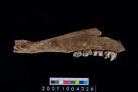 藏品(鹿下顎骨齒)的圖片