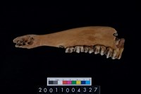 藏品(鹿下顎骨齒)的圖片