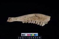 藏品(鹿下顎骨齒)的圖片