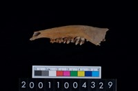 藏品(鹿下顎骨齒)的圖片