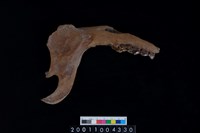 藏品(鹿下顎骨齒)的圖片