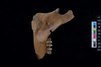 藏品(鹿下顎骨齒)的圖片