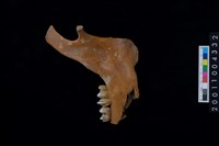 藏品(鹿下顎骨齒)的圖片