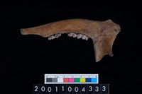 藏品(鹿下顎骨齒)的圖片