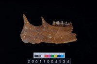 藏品(鹿下顎骨齒)的圖片