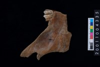 藏品(鹿下顎骨齒)的圖片