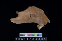 藏品(鹿下顎骨齒)的圖片