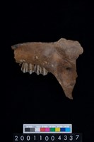 藏品(鹿下顎骨齒)的圖片