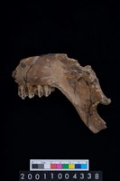 藏品(鹿下顎骨齒)的圖片