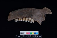 藏品(鹿下顎骨齒)的圖片