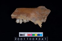 藏品(鹿下顎骨齒)的圖片