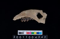 藏品(鹿下顎骨齒)的圖片