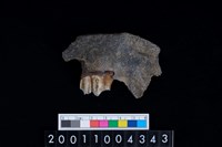 藏品(鹿下顎骨齒)的圖片