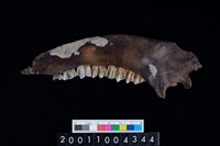 藏品(鹿下顎骨齒)的圖片