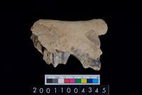 藏品(鹿下顎骨齒)的圖片