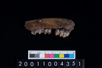 藏品(鹿下顎骨齒)的圖片