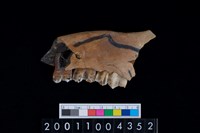 藏品(鹿下顎骨齒)的圖片