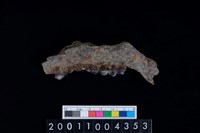 藏品(鹿下顎骨齒)的圖片