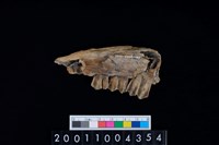 藏品(鹿下顎骨齒)的圖片